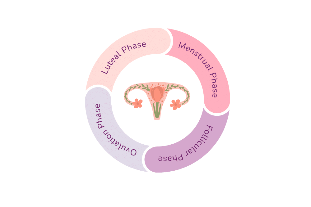 The four phases of the menstrual cycle.