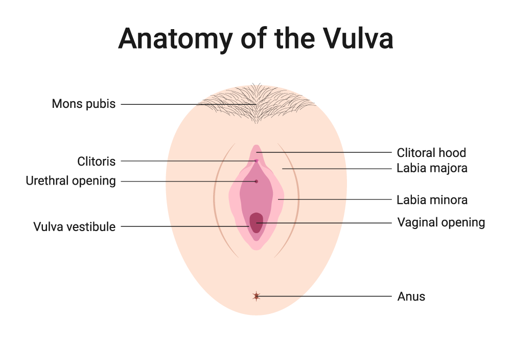 anatomy of the vulva, vulva pimples, vaginal acne