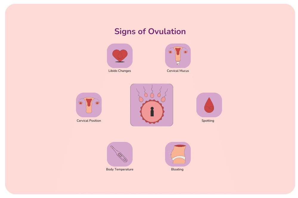 The signs of ovulation - spotting, cervical mucus, bloating, libido changes, temperature.
